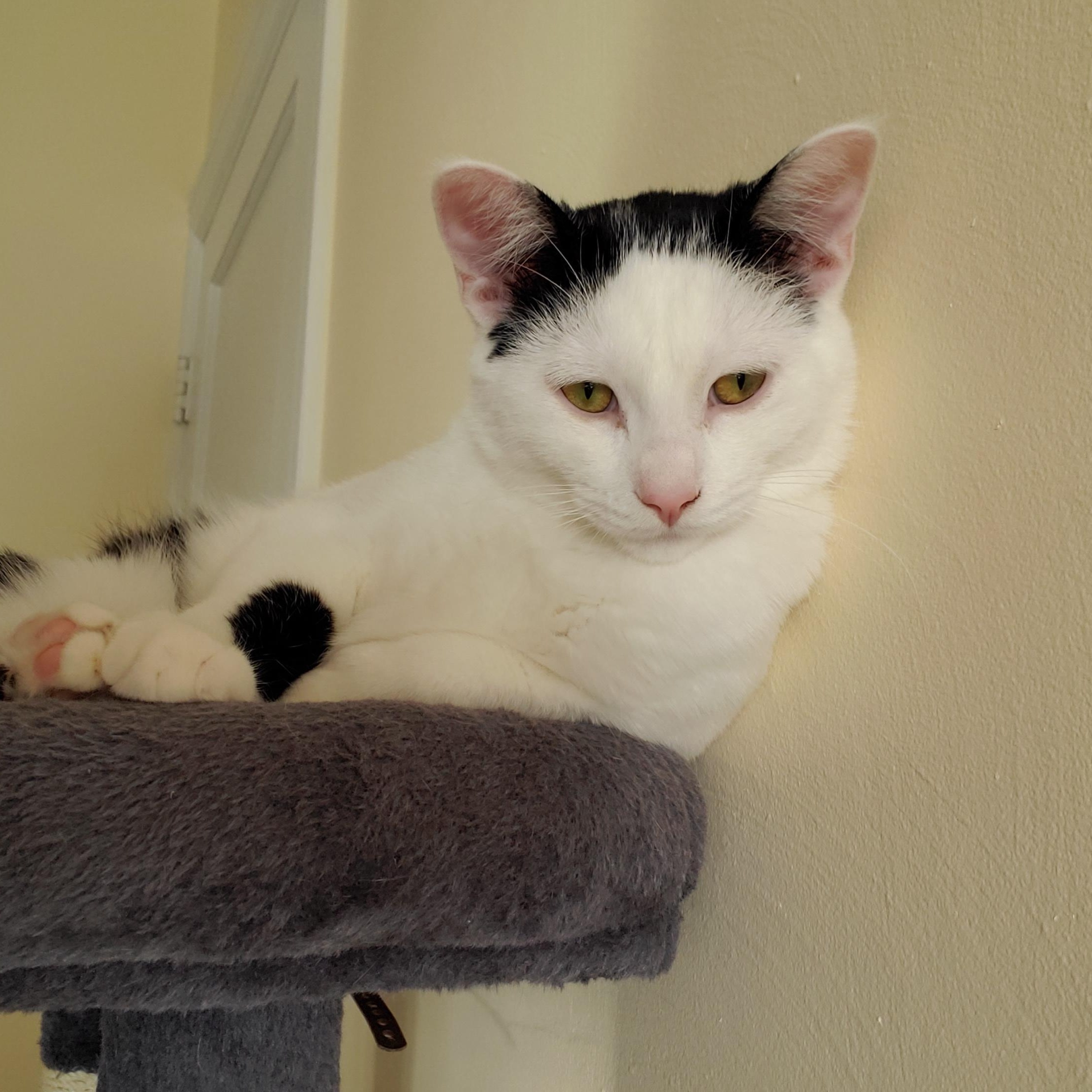 Innes and Fuller, a Adoptable Tabby in Grand Rapids, MI image 4/6