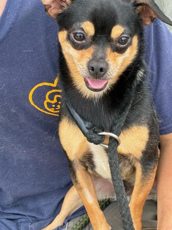 McDog, a ADOPTABLE mixed breed in Ellicott City, MD image 5/6
