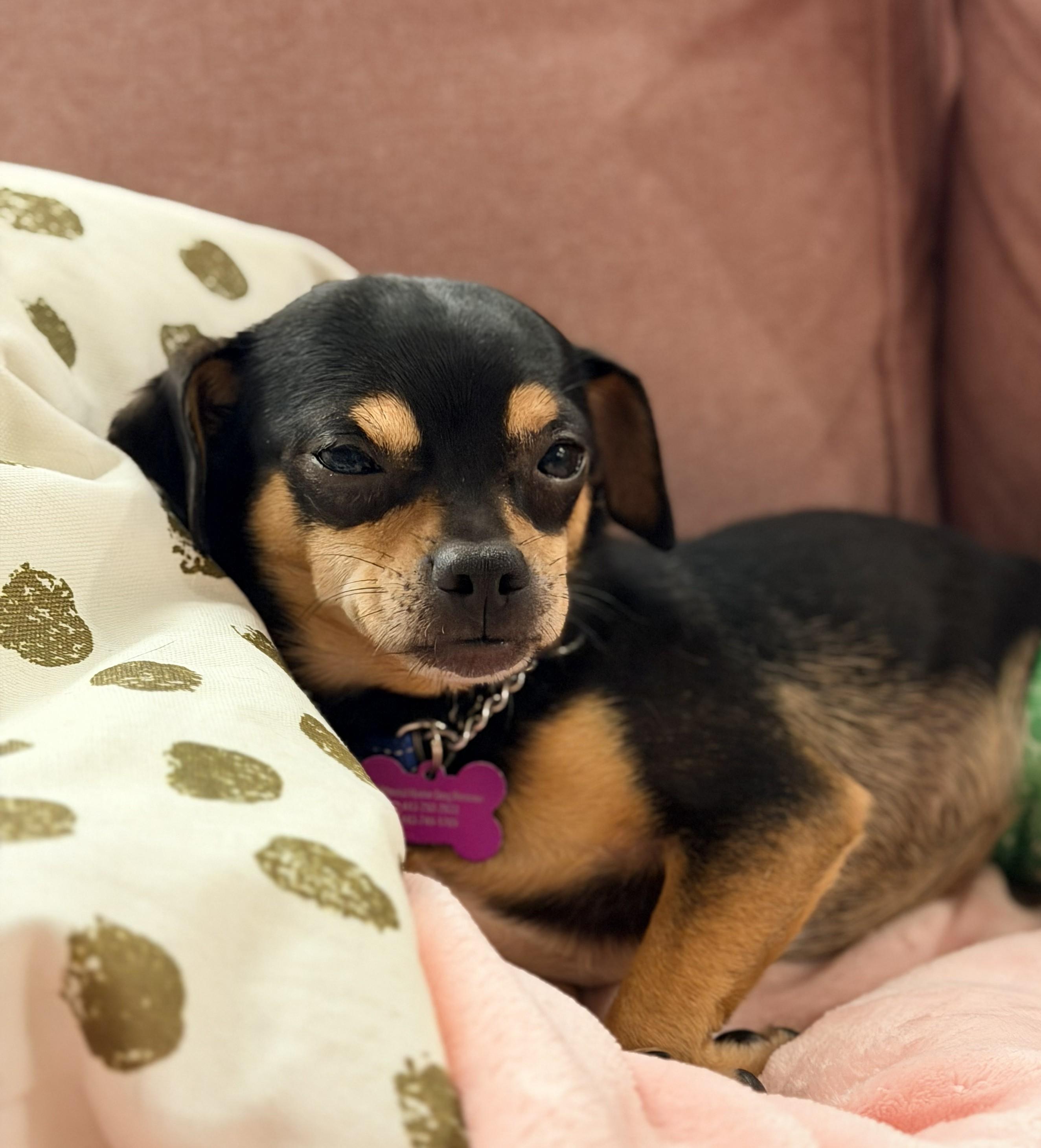 McDog, a ADOPTABLE mixed breed in Ellicott City, MD image 2/6
