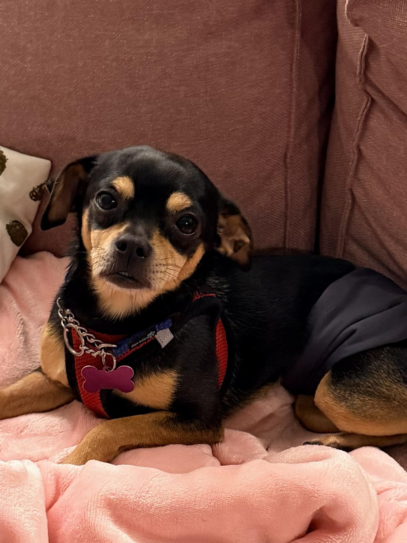 McDog, a ADOPTABLE mixed breed in Ellicott City, MD image 4/6