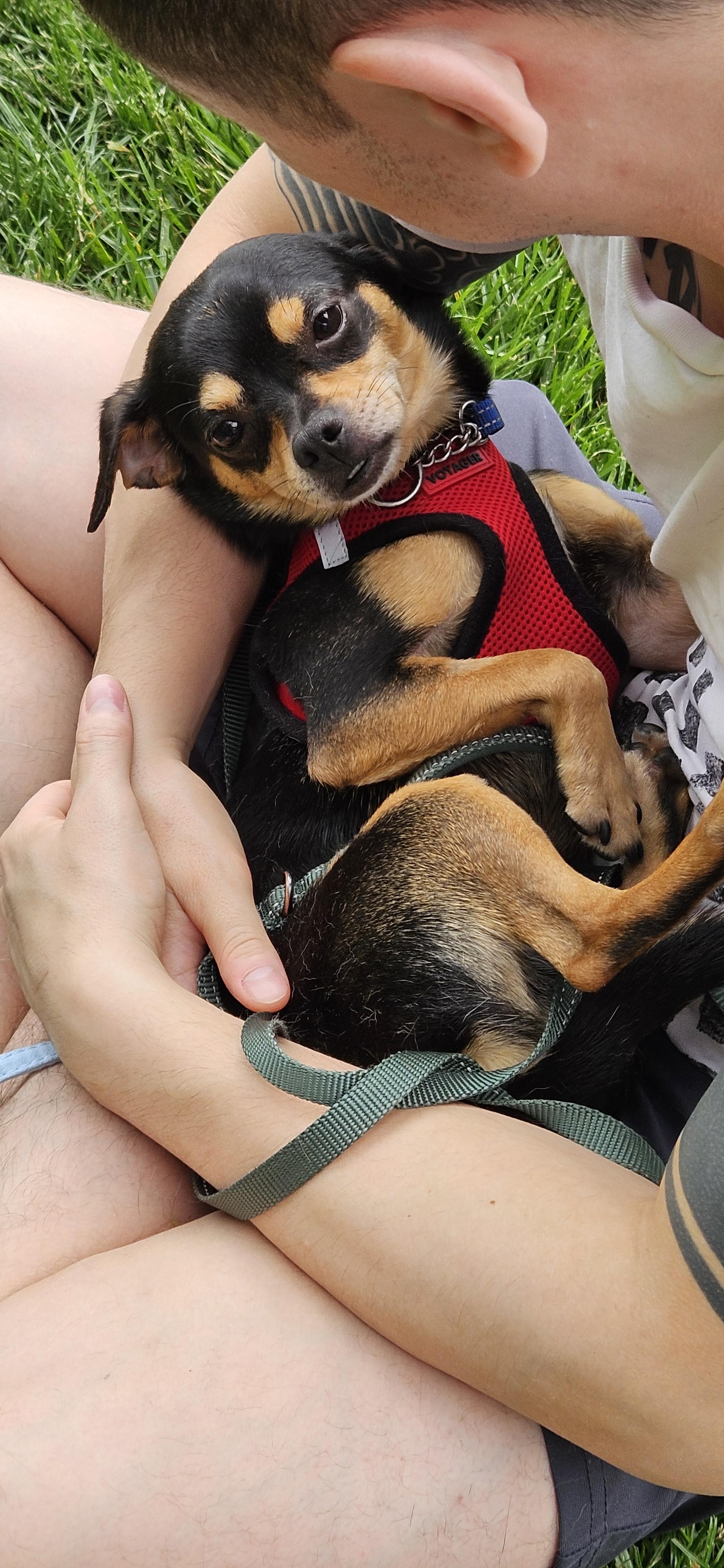 McDog, a ADOPTABLE mixed breed in Ellicott City, MD image 6/6