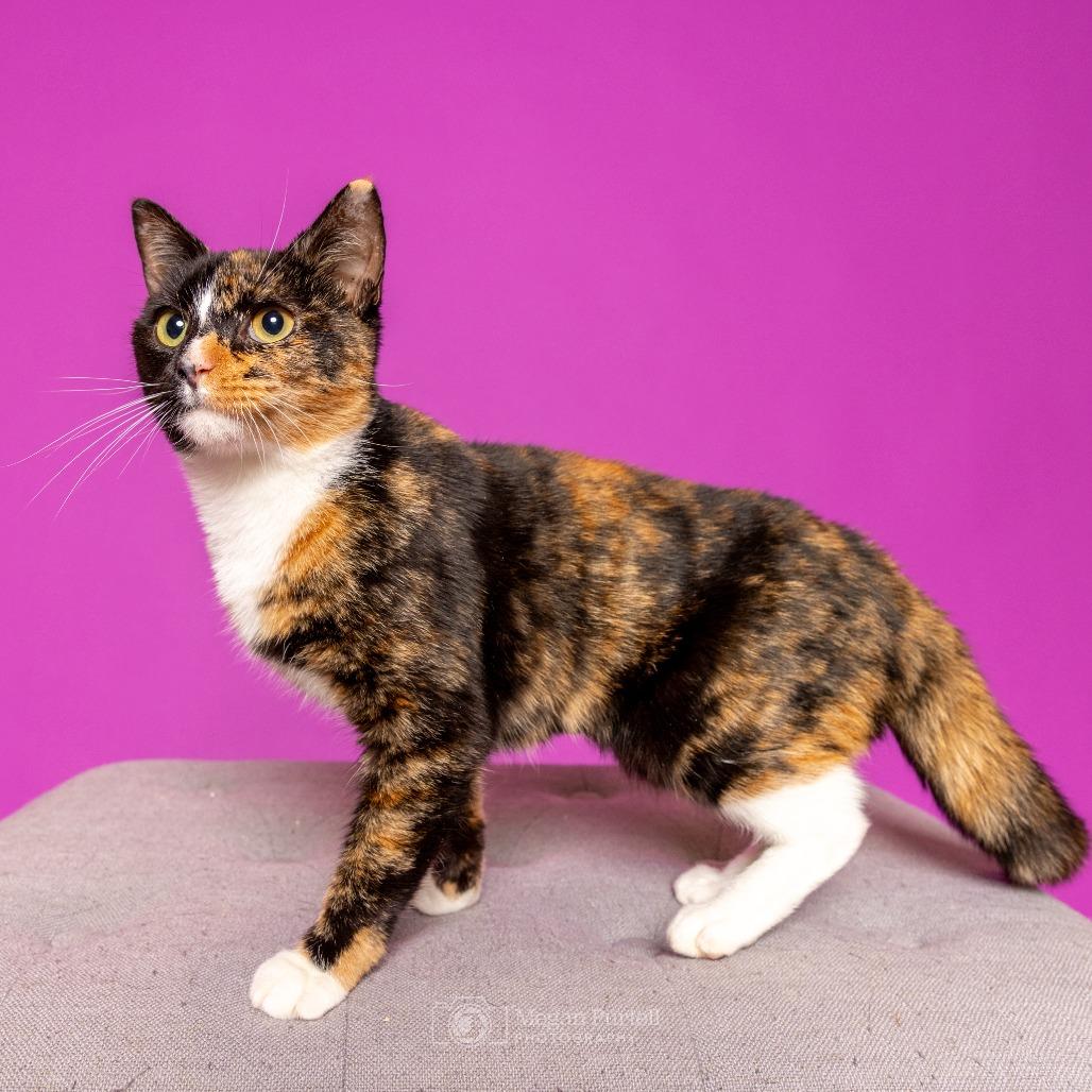 Enlarge Noel, a Adoptable Domestic Short Hair in Chantilly, VA image 1/3