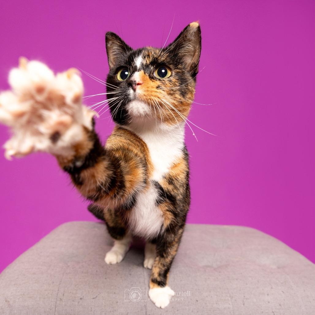 Enlarge Noel, a Adoptable Domestic Short Hair in Chantilly, VA image 2/3