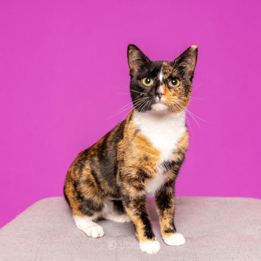 Enlarge Noel, a Adoptable Domestic Short Hair in Chantilly, VA image 3/3