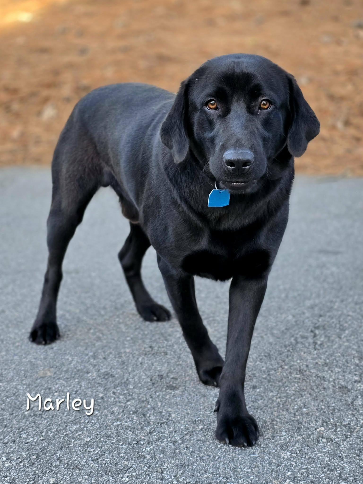 Enlarge Marley, an adoptable Labrador Retriever in Bishop, GA image 2/4