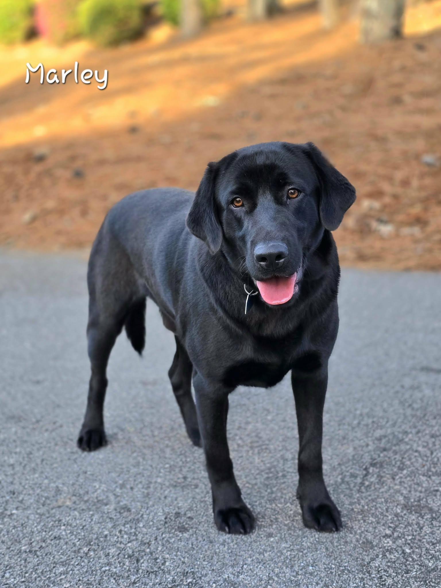 Enlarge Marley, an adoptable Labrador Retriever in Bishop, GA image 1/4