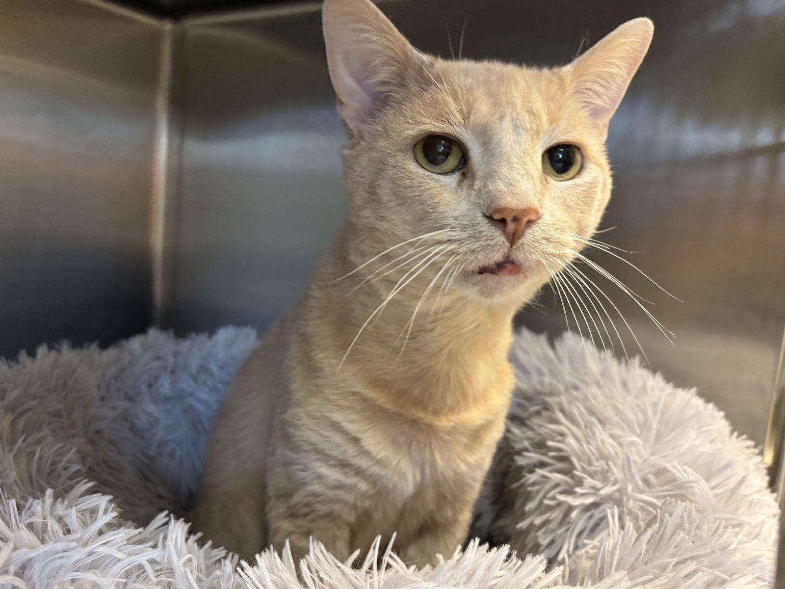 Fish, Adoptable, Young Male Domestic Short Hair.