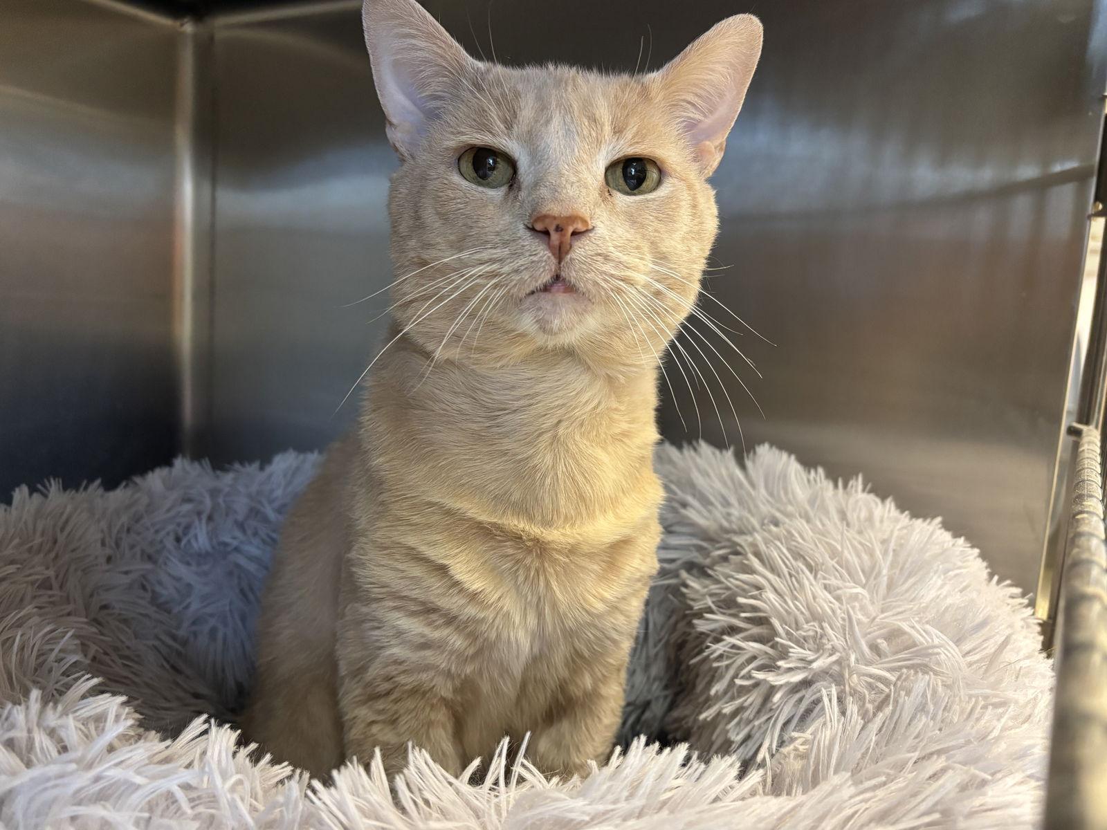 Fish, a Adoptable Domestic Short Hair in Hopewell, VA image 2/3