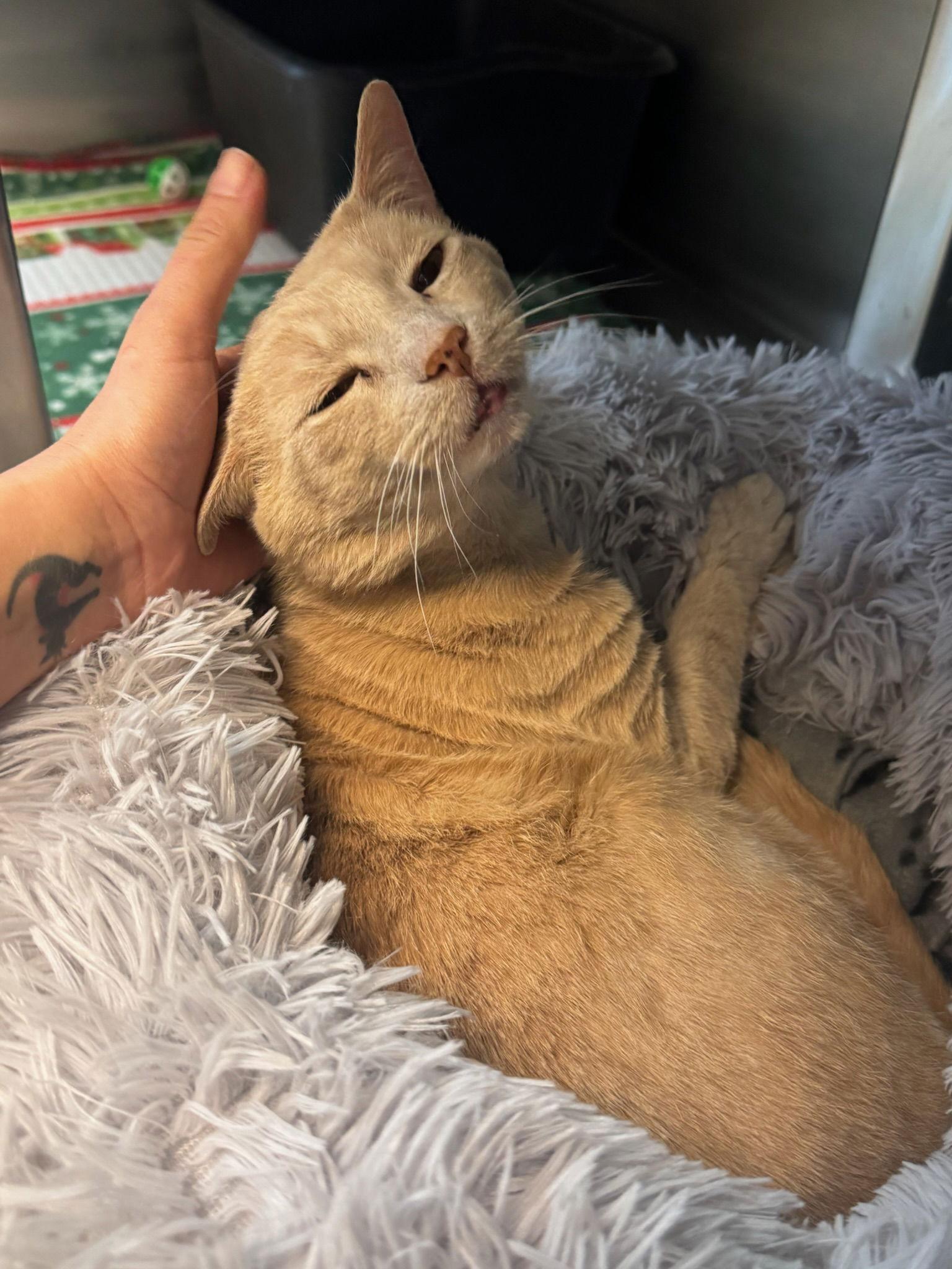 Fish, a Adoptable Domestic Short Hair in Hopewell, VA image 3/3