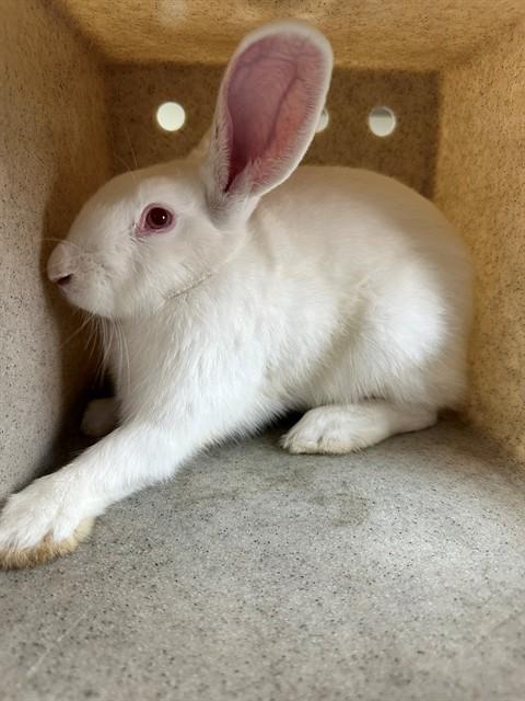 Enlarge JAY GUAPO, a Adoptable Bunny Rabbit in Lancaster, CA image 1/1