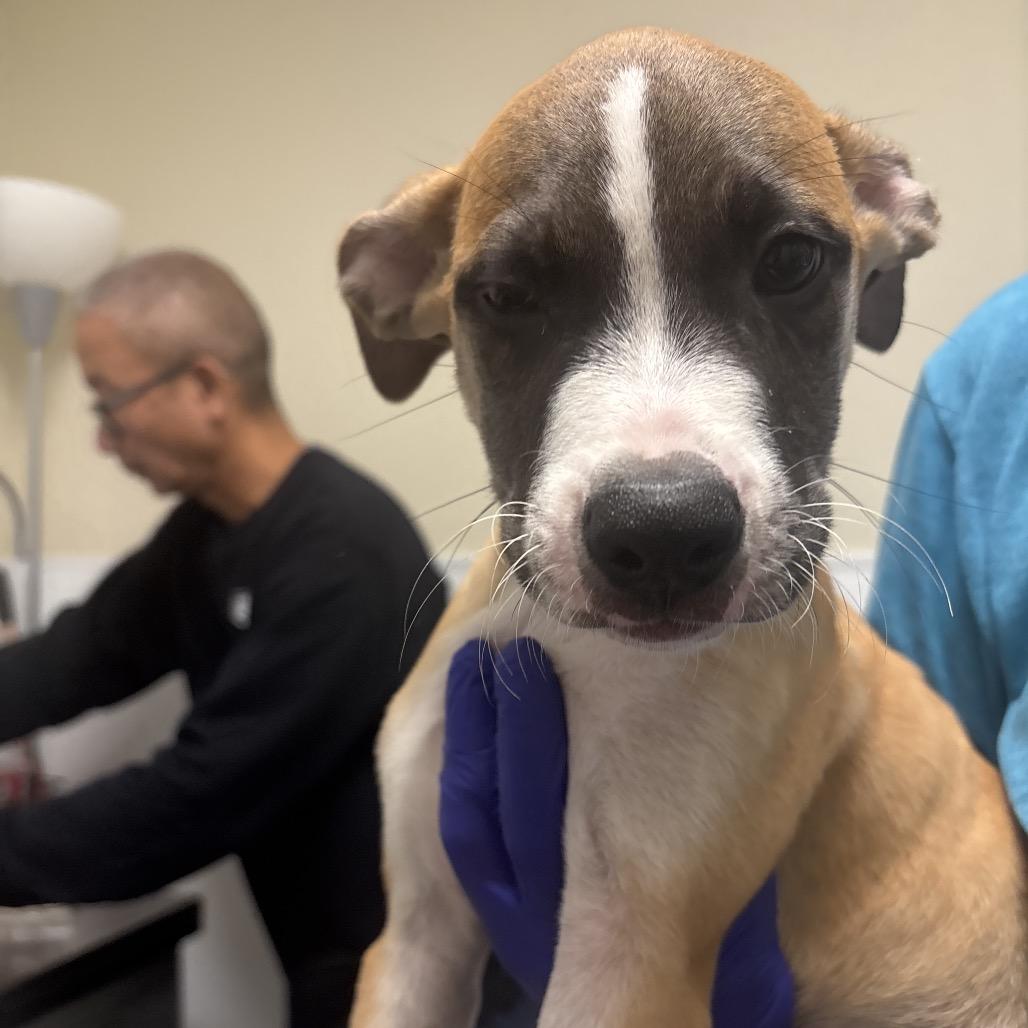 Griffin, Adoptable, Puppy Male Pit Bull Terrier & Mixed Breed.