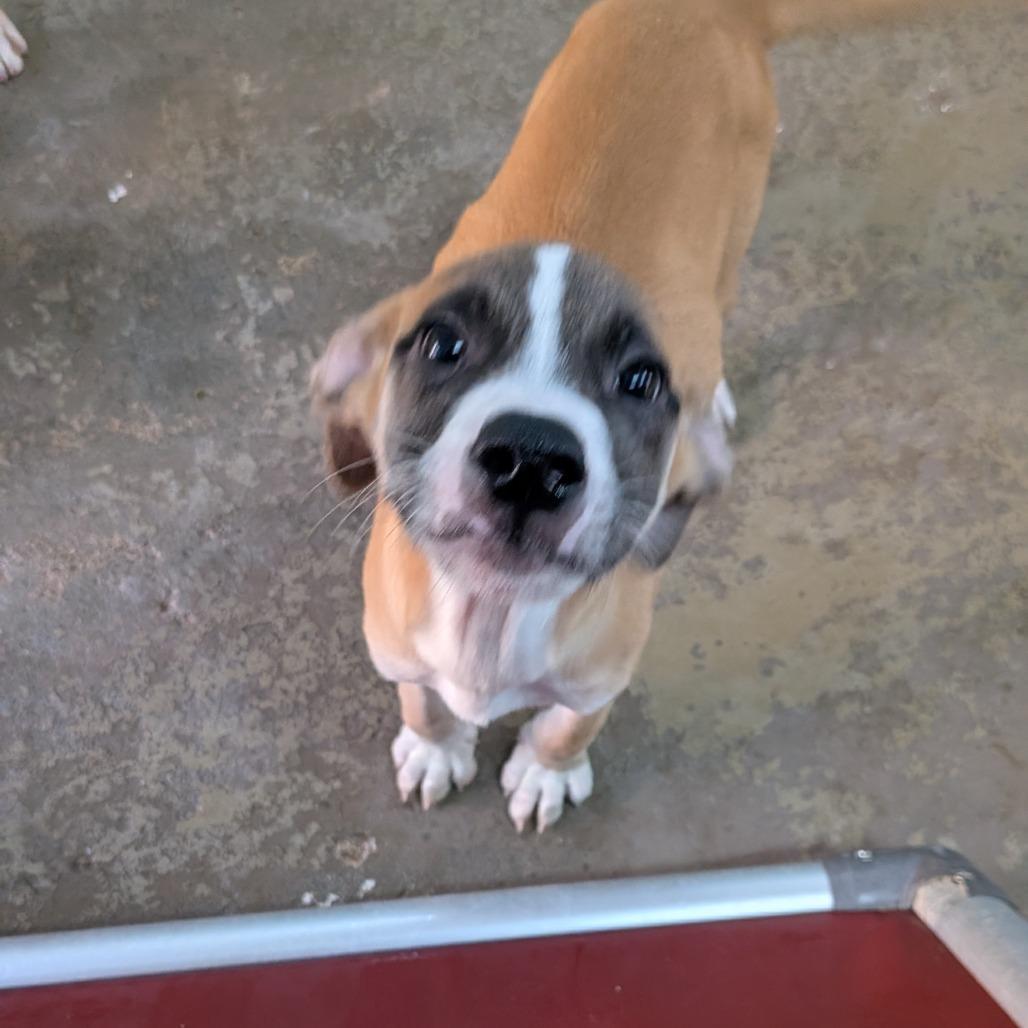 Enlarge Griffin, a Adoptable mixed breed in Tulsa, OK image 2/2