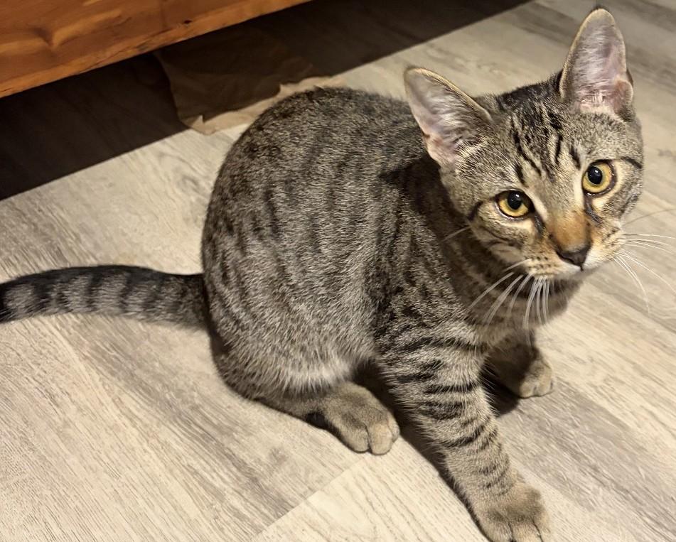 Enlarge Neptune and Lavalette -sweet and in foster care, a Adoptable mixed breed in Mendham, NJ image 1/4