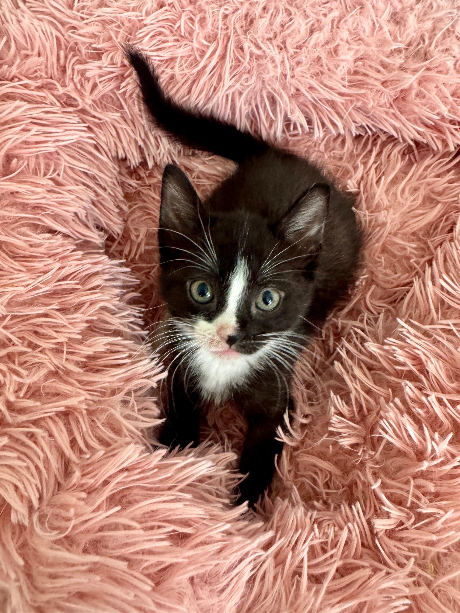 Enlarge Immy, a Adopted Domestic Short Hair in Arverne, NY image 1/5