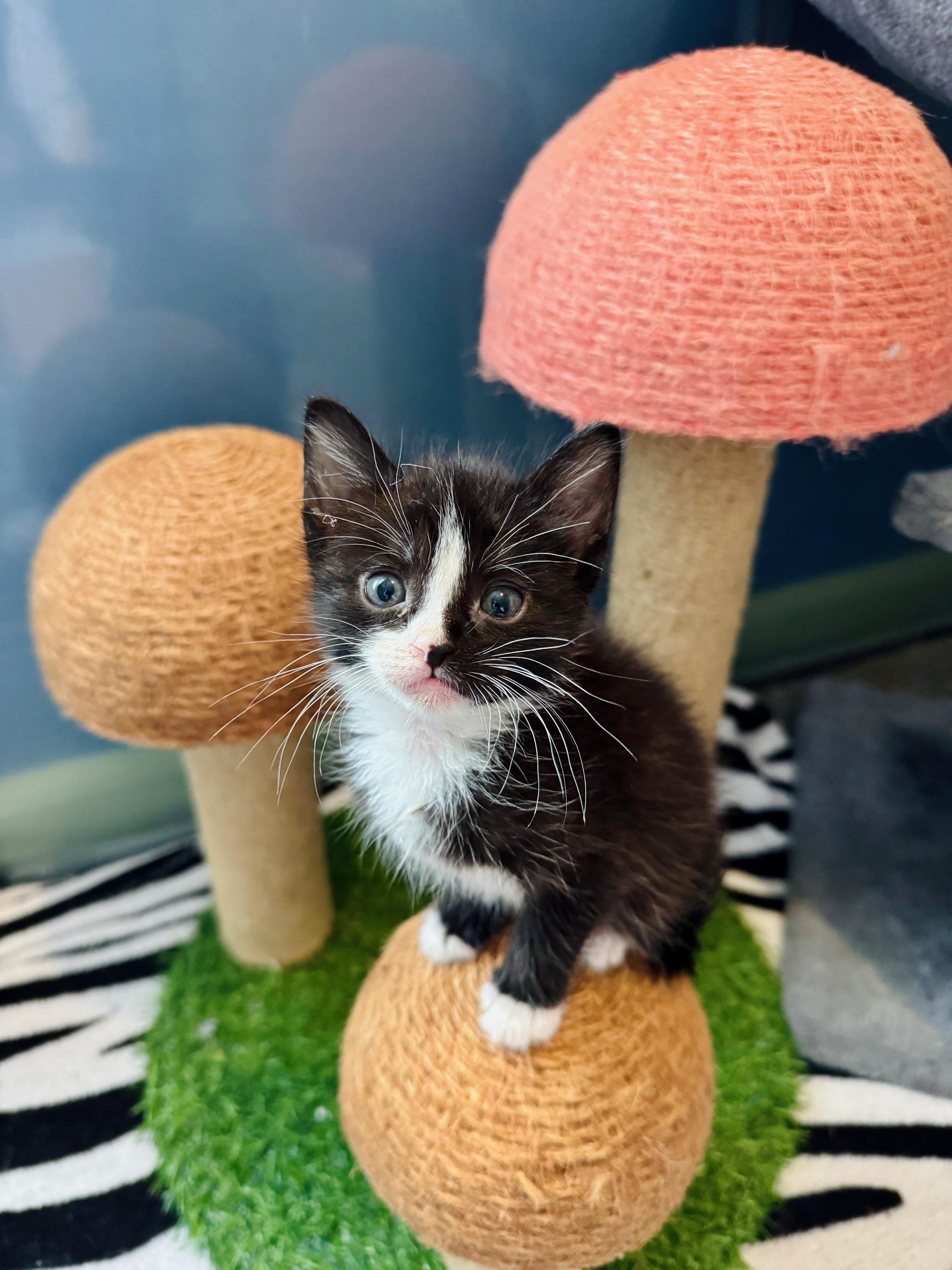 Enlarge Immy, a Adopted Domestic Short Hair in Arverne, NY image 2/5