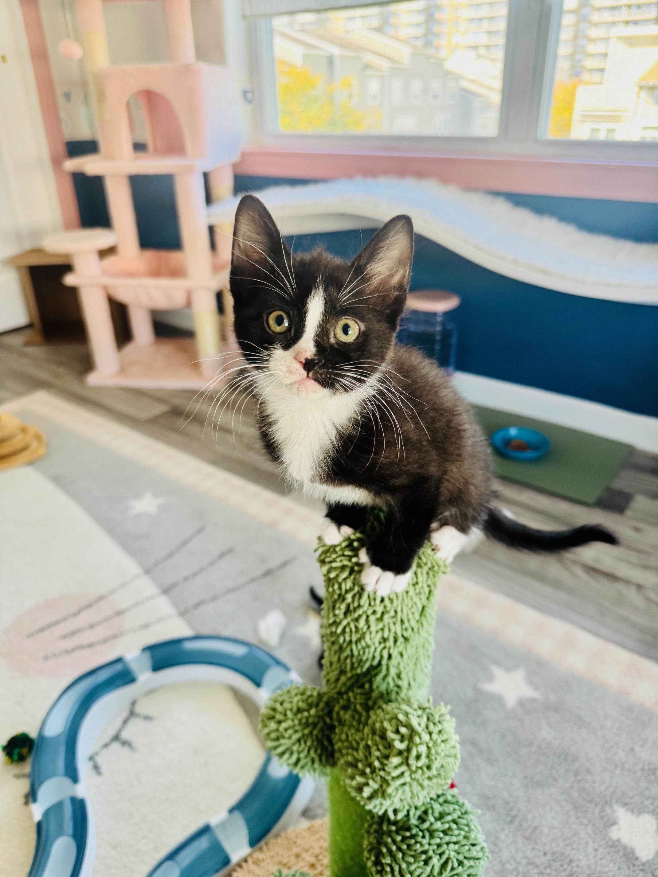 Enlarge Immy, a Adopted Domestic Short Hair in Arverne, NY image 4/5