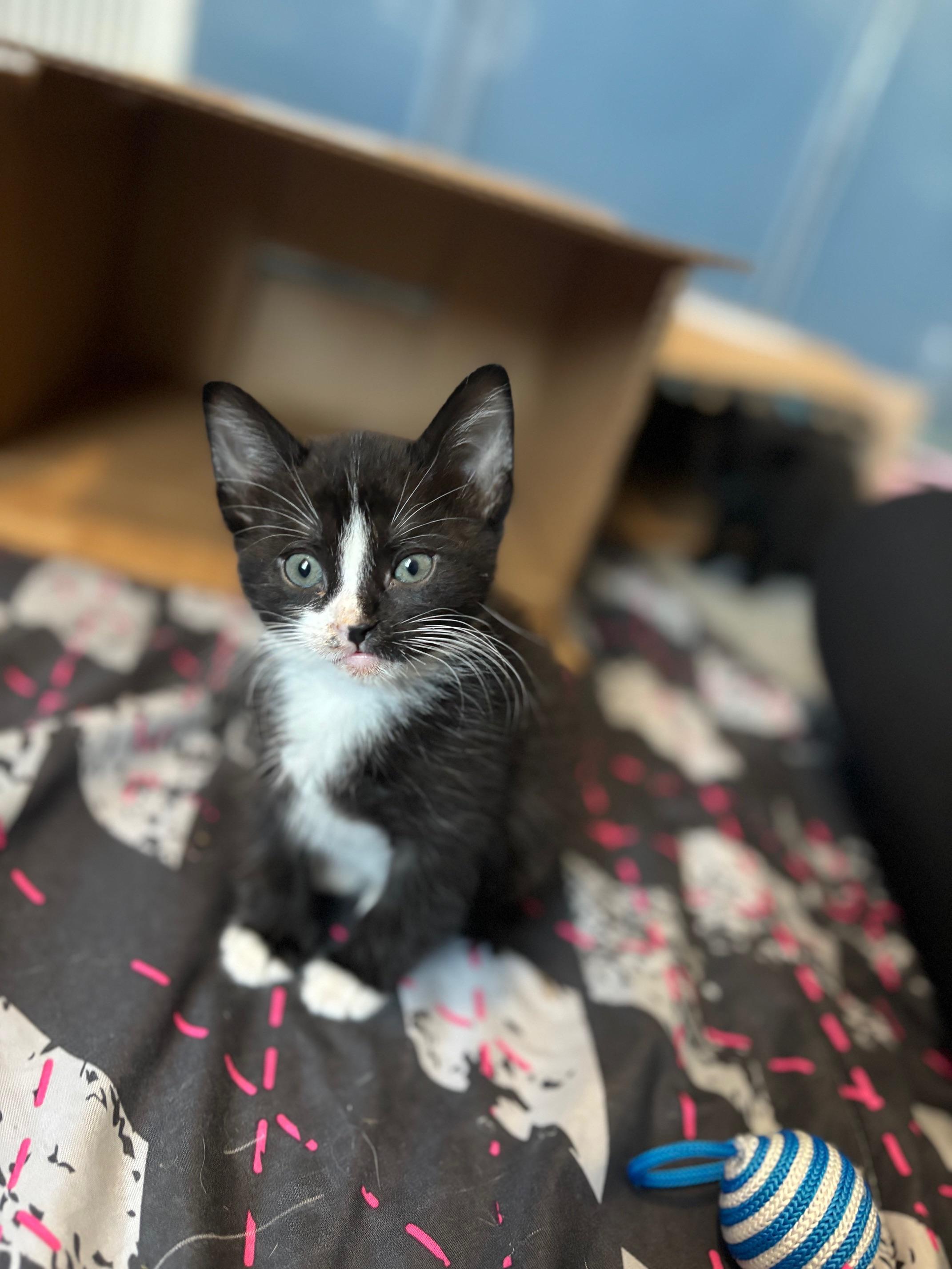 Enlarge Immy, a Adopted Domestic Short Hair in Arverne, NY image 3/5