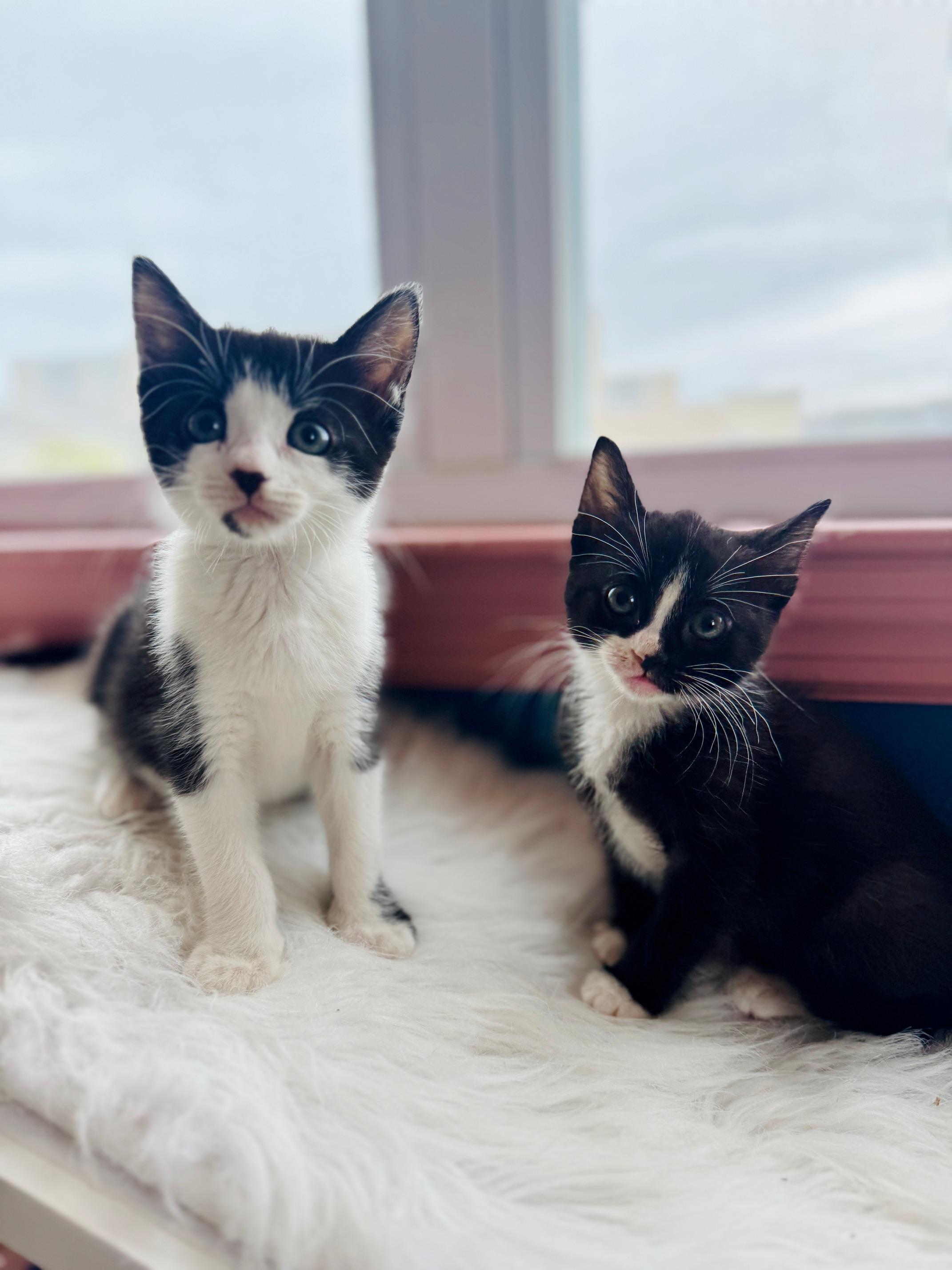 Enlarge Immy, a Adopted Domestic Short Hair in Arverne, NY image 5/5