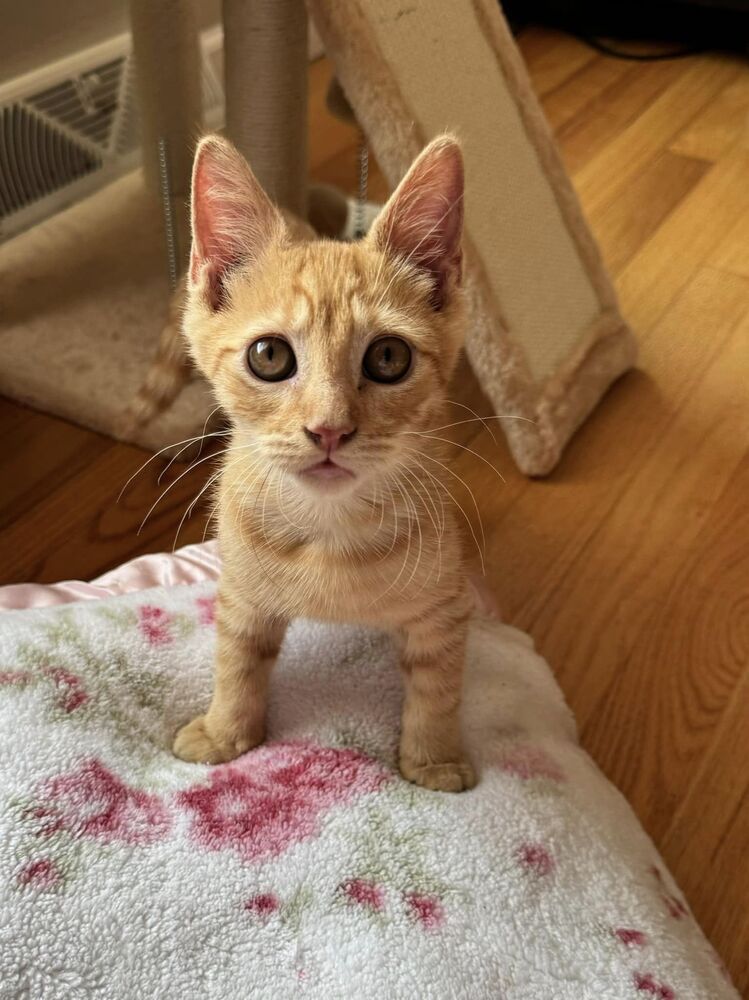 Marmalade, Adopted, Kitten Male Domestic Short Hair.