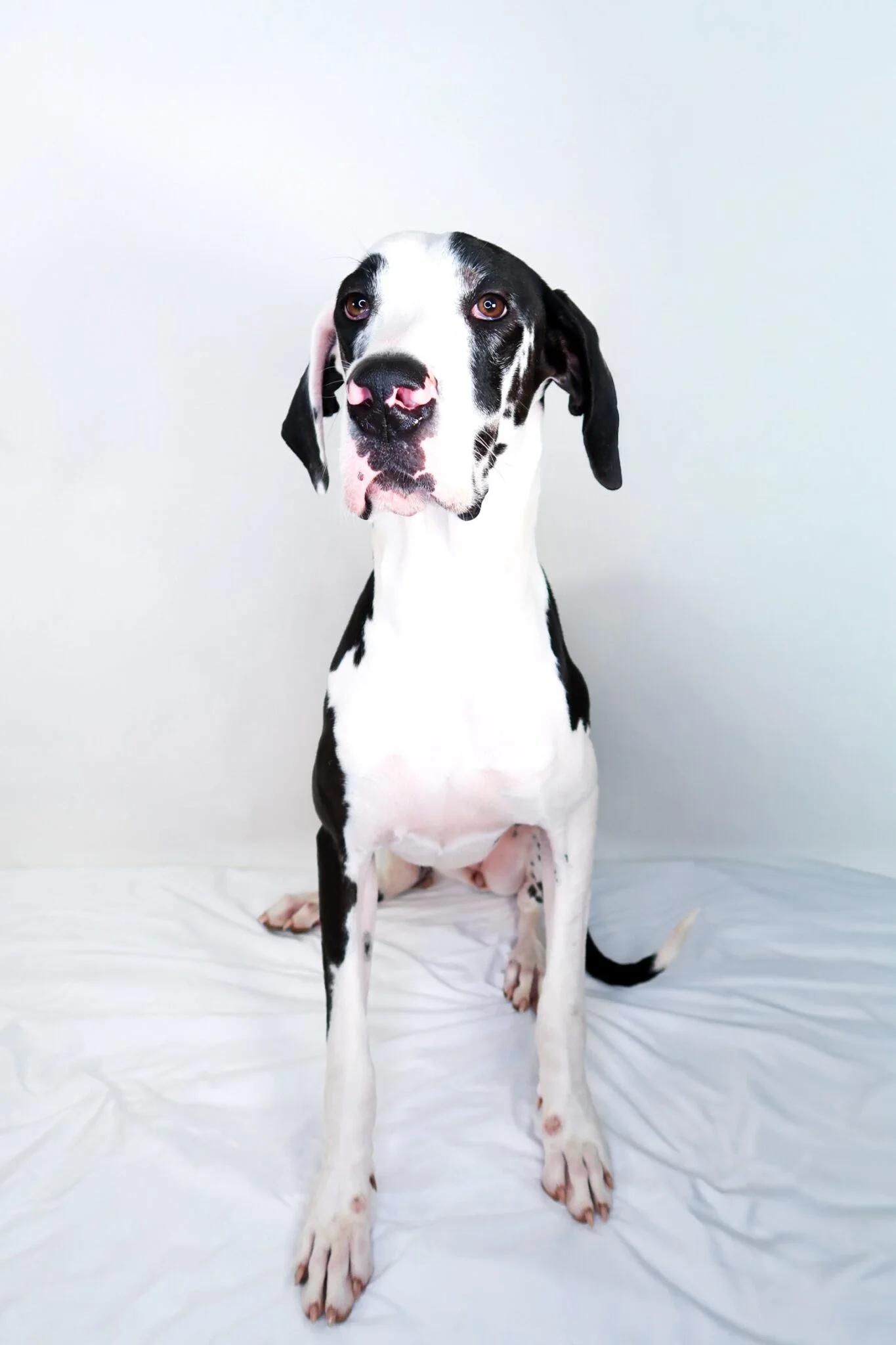 Enlarge Guinevere, a Adoptable Great Dane in Bixby, OK image 1/5