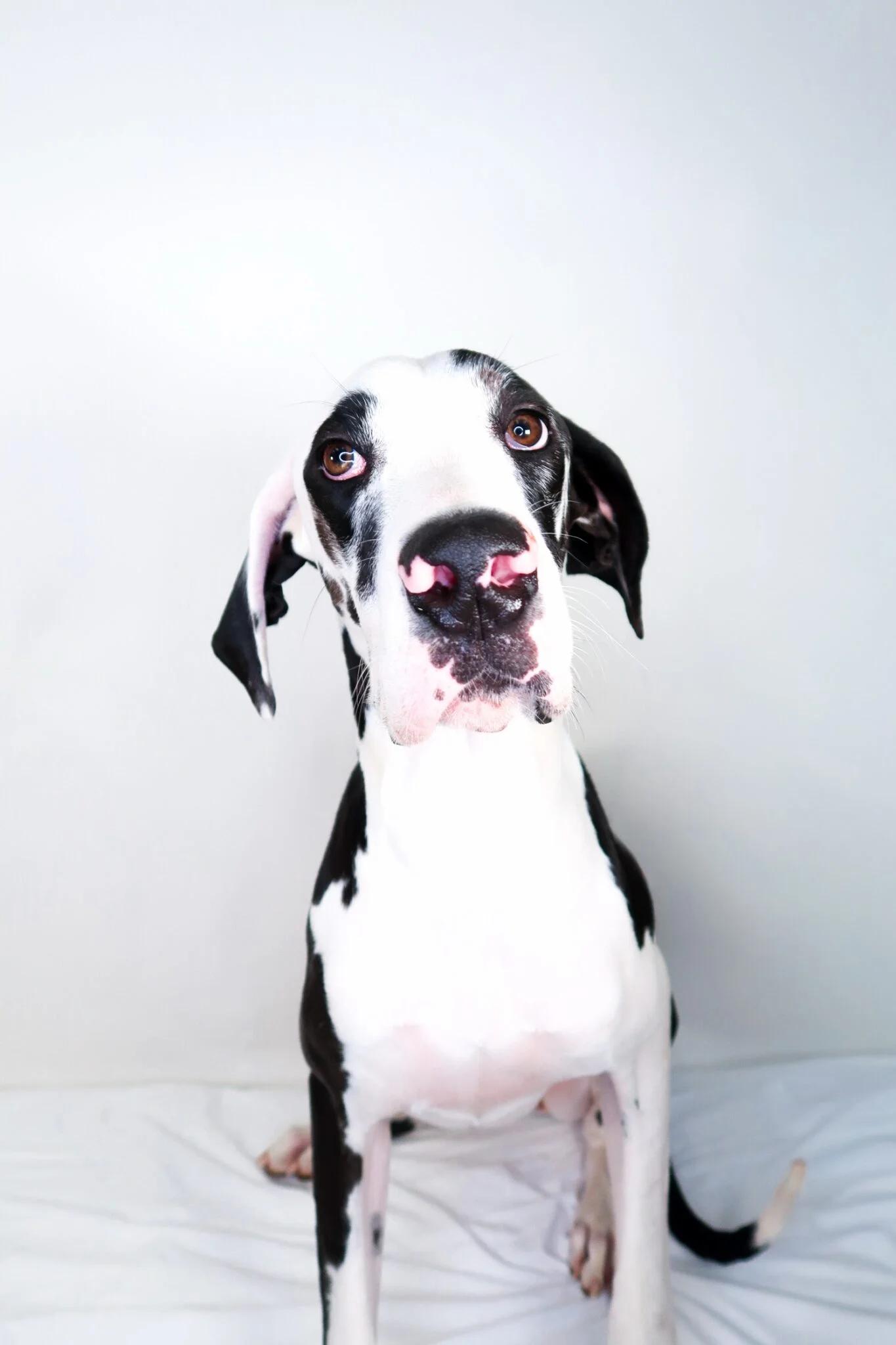 Enlarge Guinevere, a Adoptable Great Dane in Bixby, OK image 3/5