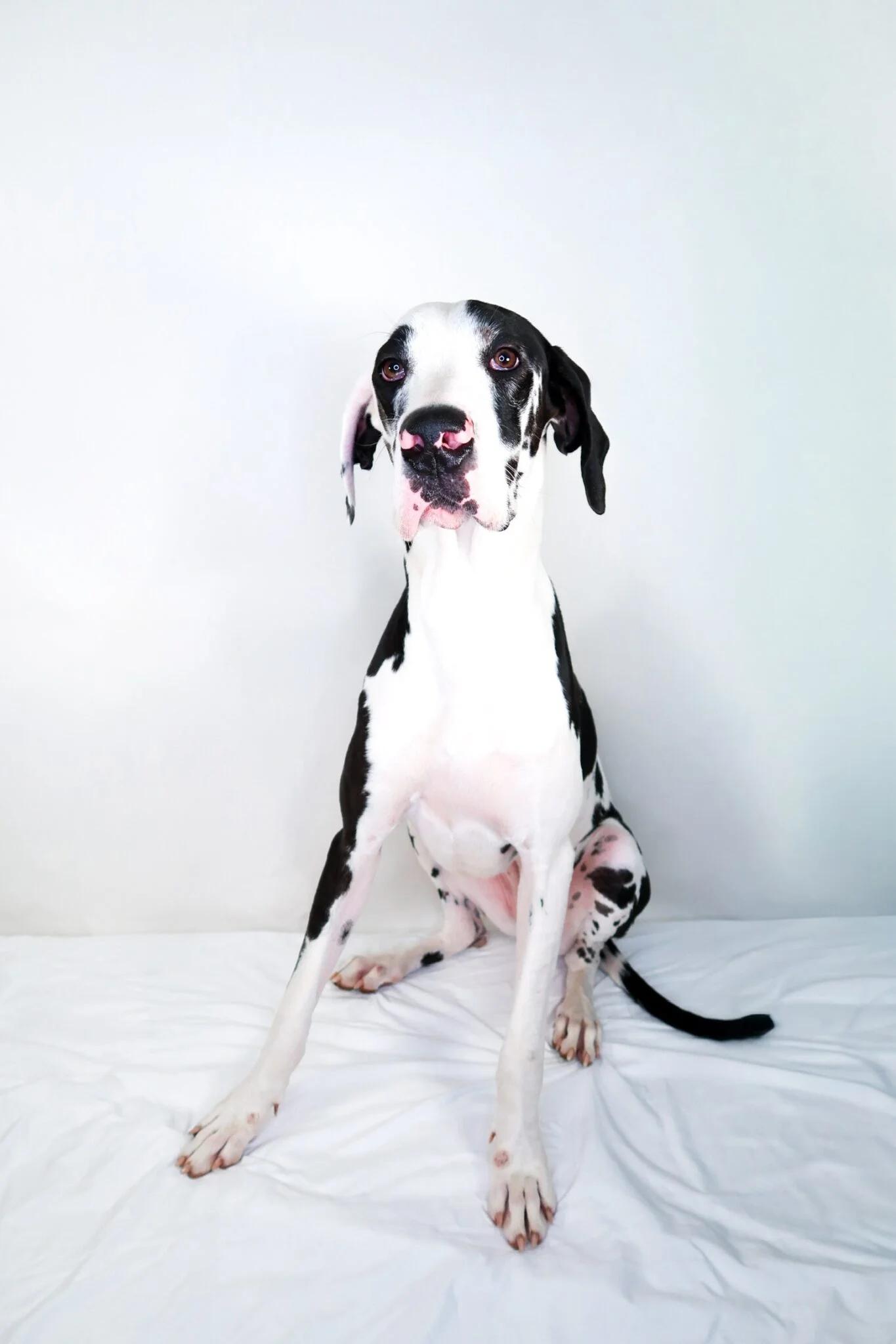 Enlarge Guinevere, a Adoptable Great Dane in Bixby, OK image 5/5