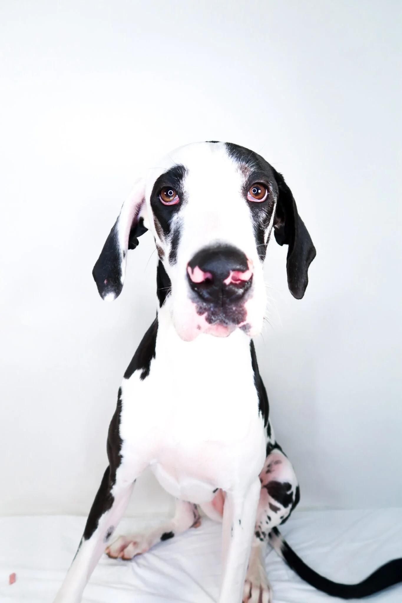 Enlarge Guinevere, a Adoptable Great Dane in Bixby, OK image 4/5