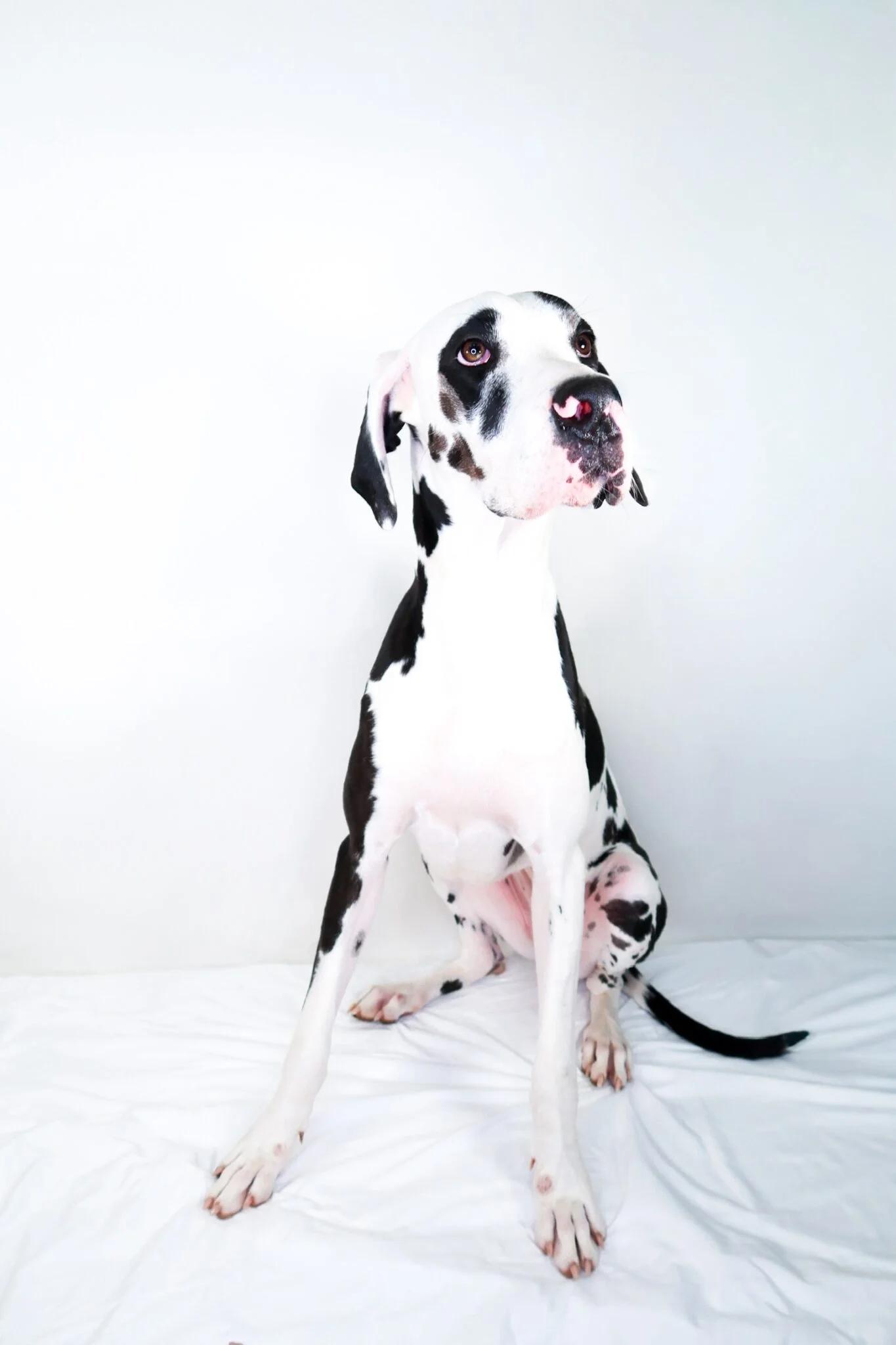 Enlarge Guinevere, a Adoptable Great Dane in Bixby, OK image 2/5