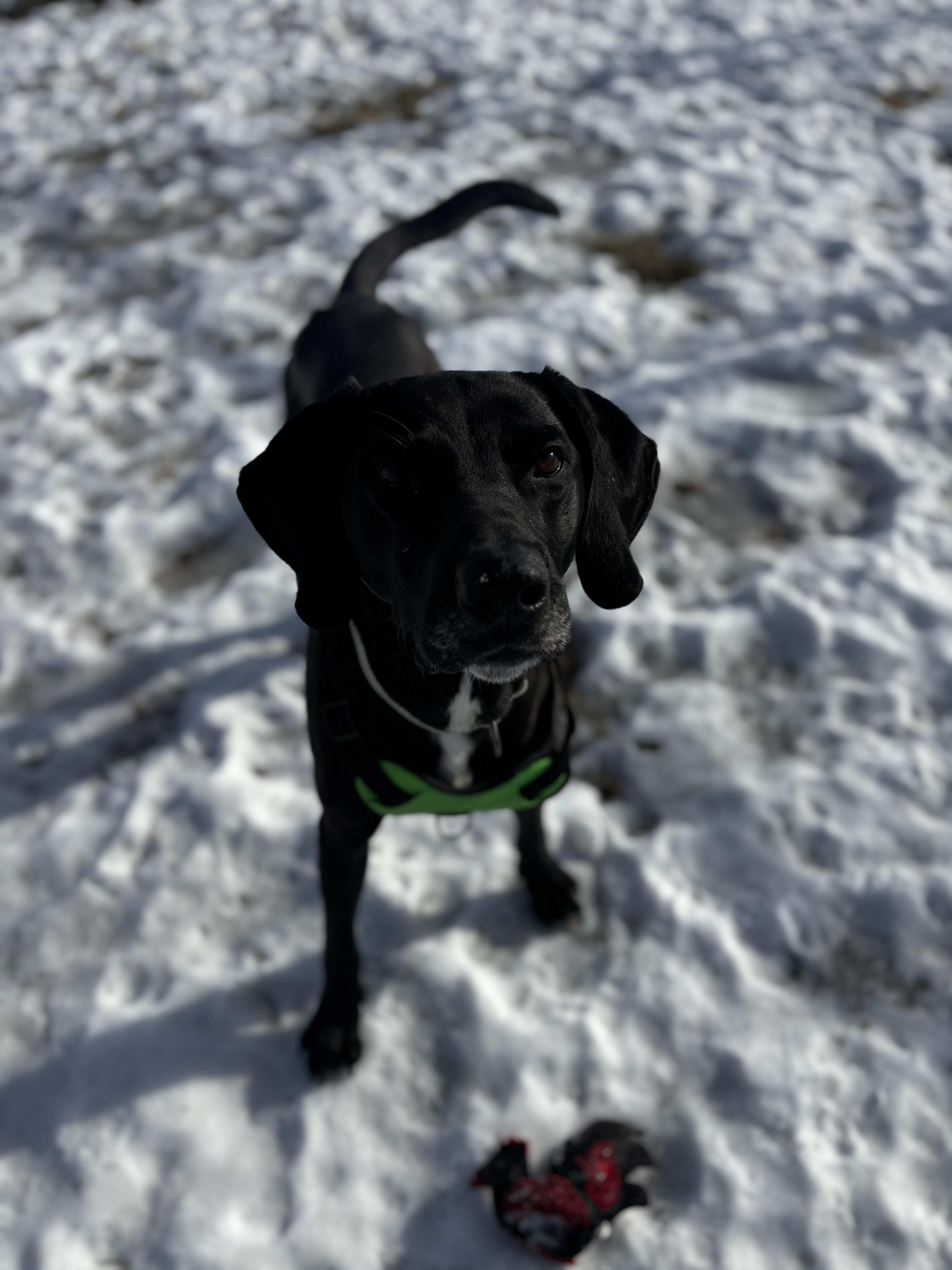 Buck, ADOPTABLE, Adult Male Labrador Retriever.
