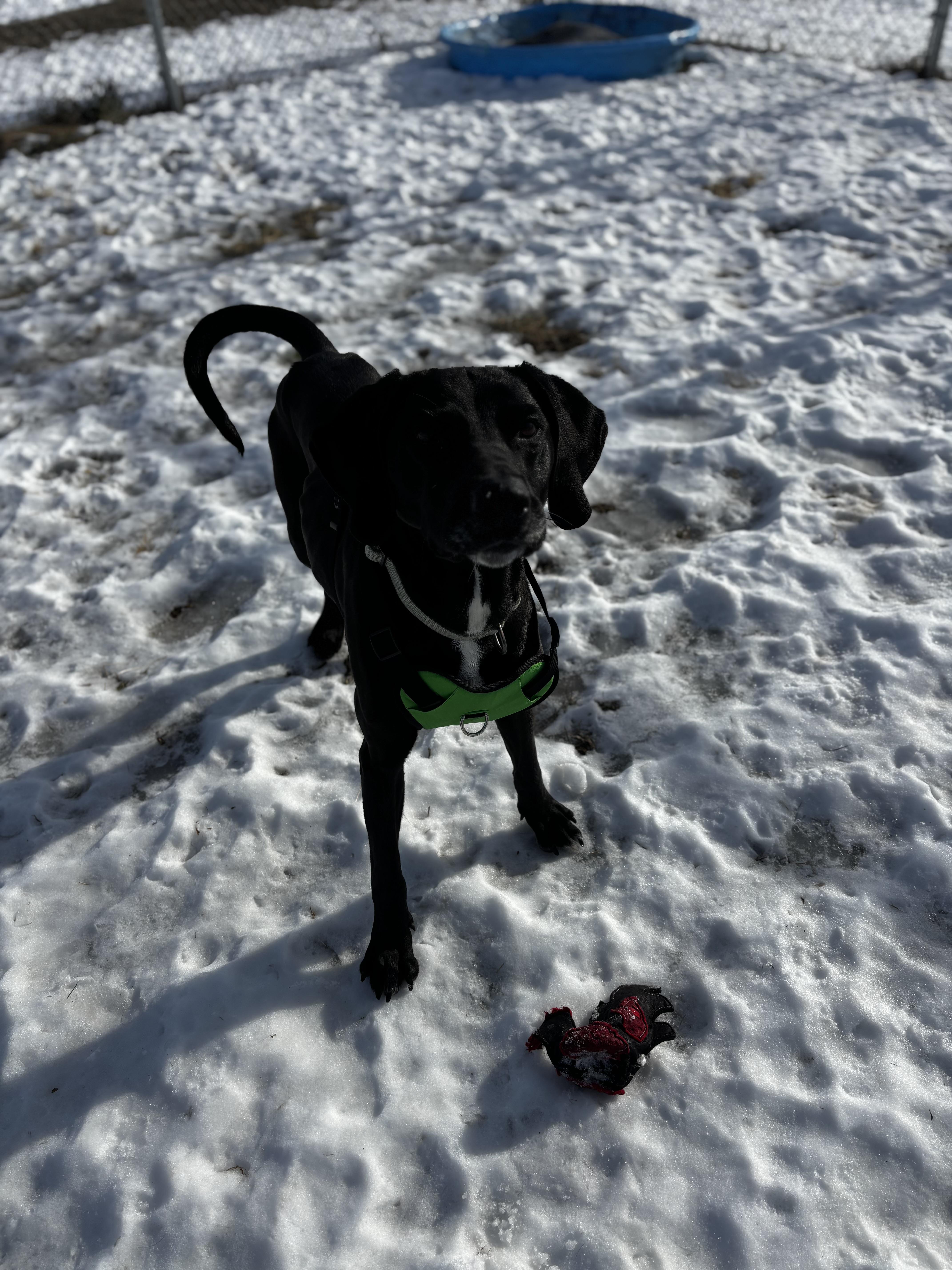 Buck, a ADOPTABLE Labrador Retriever in Dodgeville, WI image 2/3