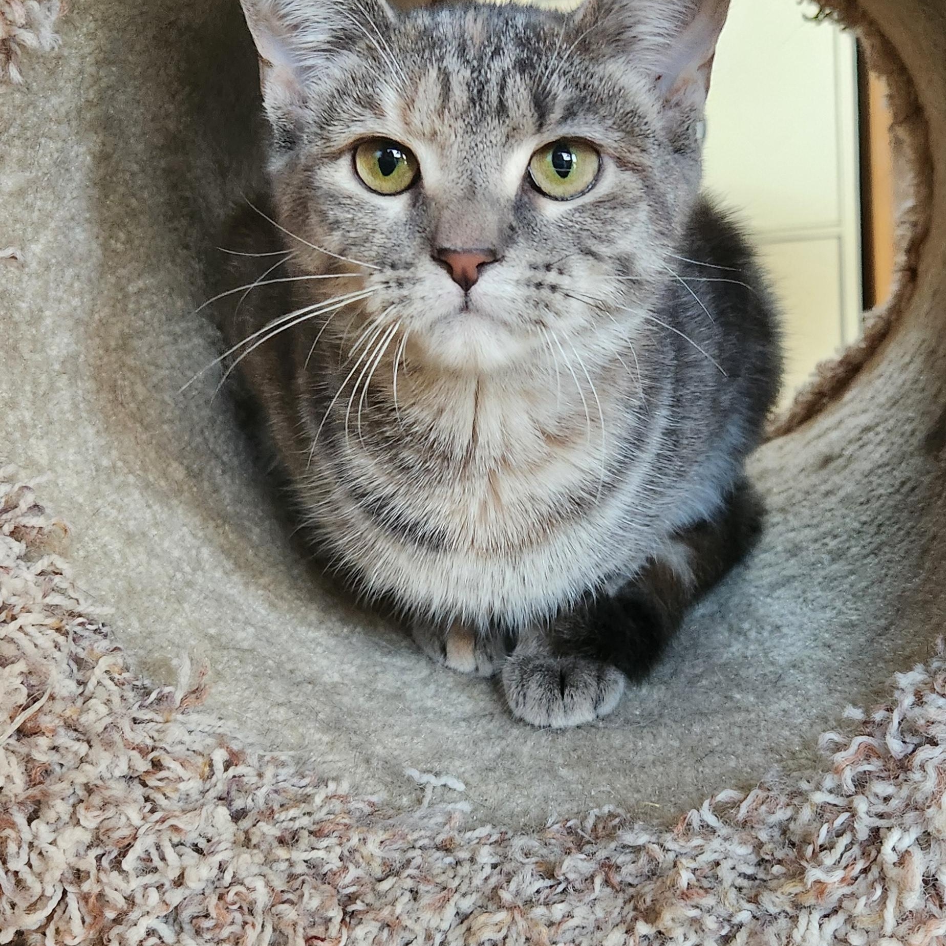 Enlarge Nicole, an adopted Tabby in Linden, NJ image 2/6