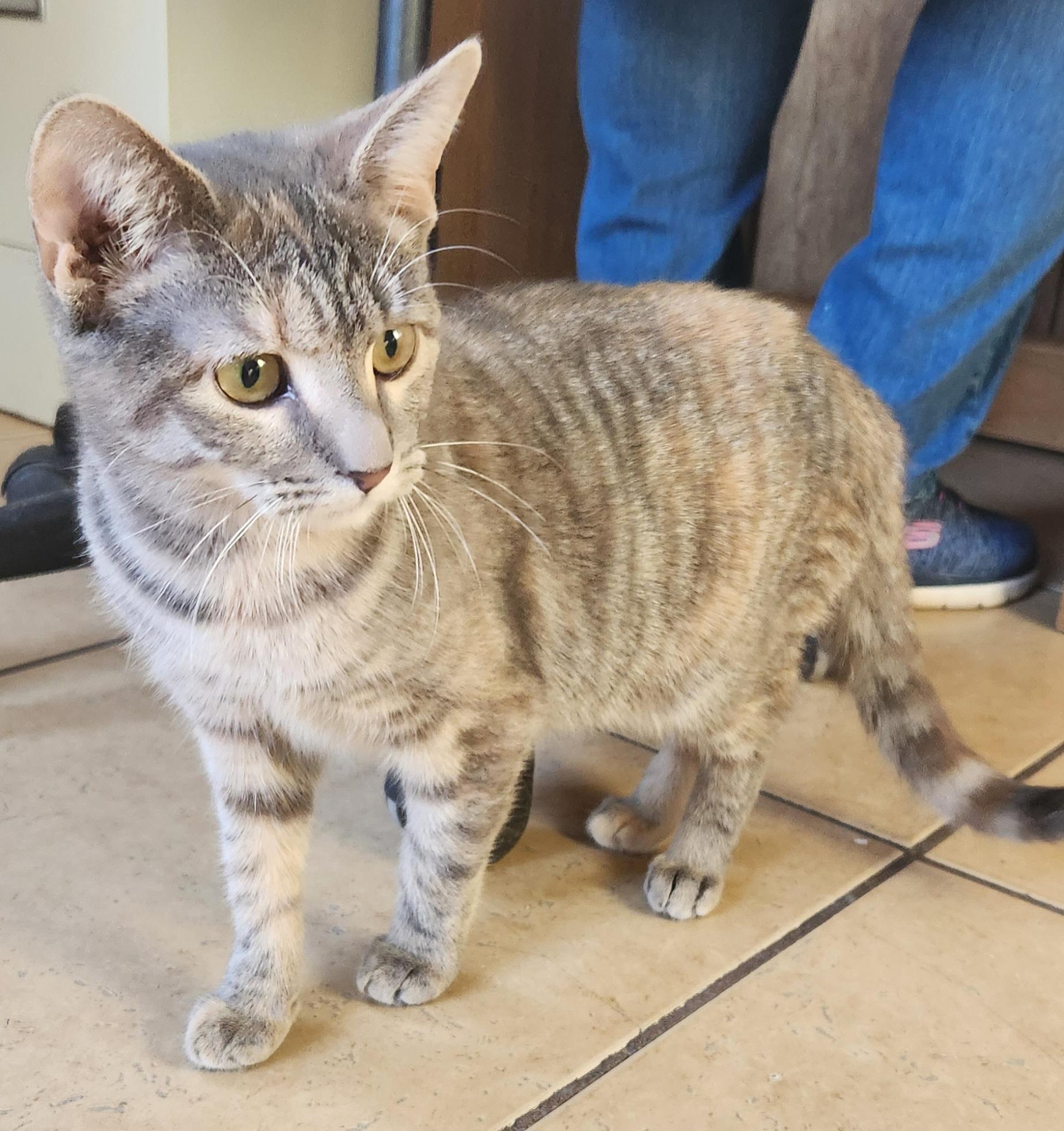 Enlarge Nicole, an adopted Tabby in Linden, NJ image 5/6