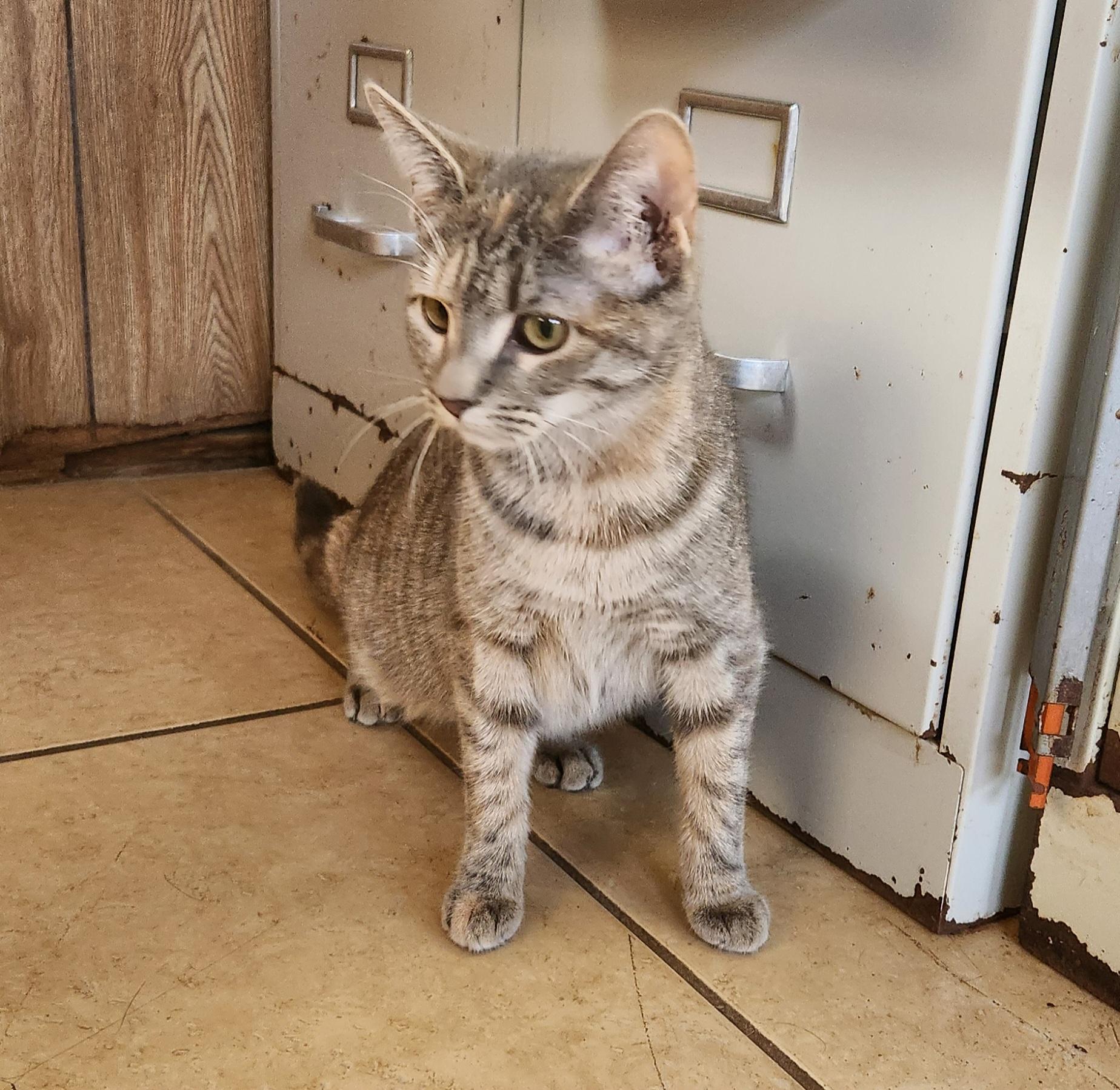 Enlarge Nicole, an adopted Tabby in Linden, NJ image 4/6