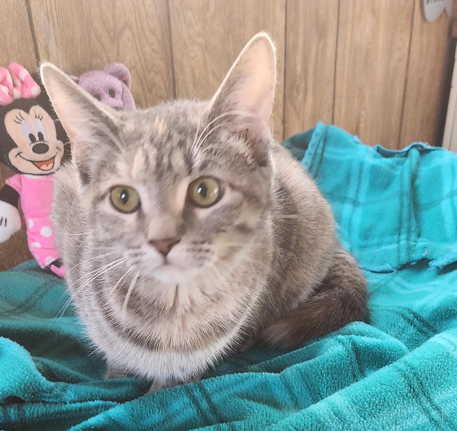 Enlarge Nicole, an adopted Tabby in Linden, NJ image 3/6