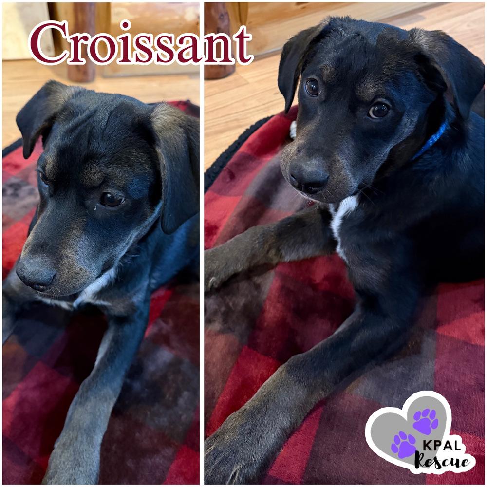 Croissant - Breakfast Bites Litter, Adoptable, Puppy Male Mixed Breed & Mixed Breed.