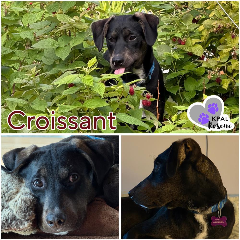 Enlarge Croissant - Breakfast Bites Litter, a Adoptable mixed breed in Kenai, AK image 4/6