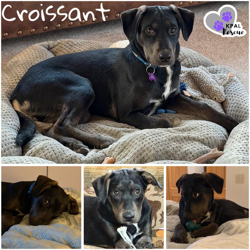 Enlarge Croissant - Breakfast Bites Litter, a Adoptable mixed breed in Kenai, AK image 5/6