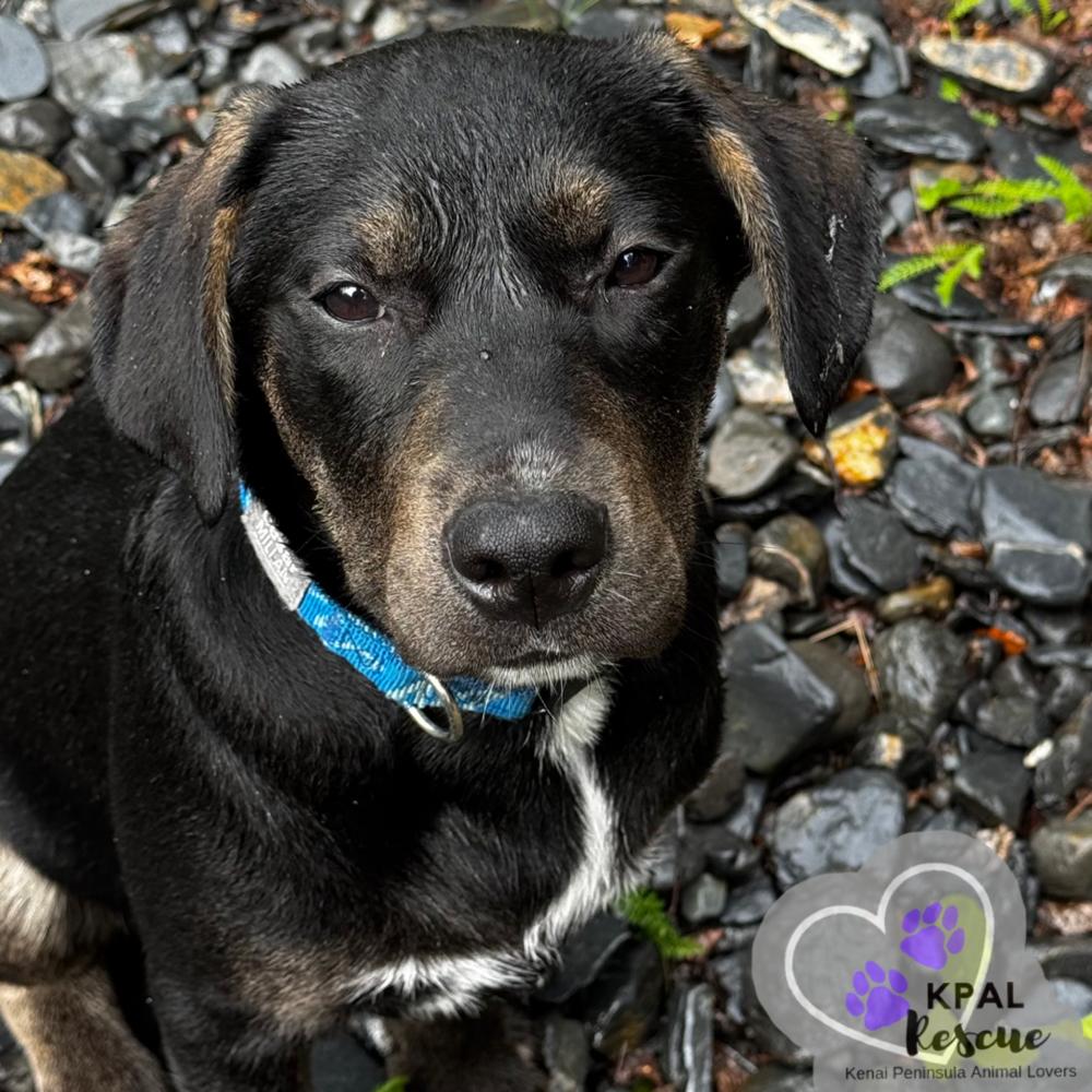 Croissant - Breakfast Bites Litter, a Adoptable mixed breed in Kenai, AK image 3/3