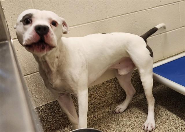 Enlarge IRON MAN, a Adoptable mixed breed in Colorado Springs, CO image 1/1