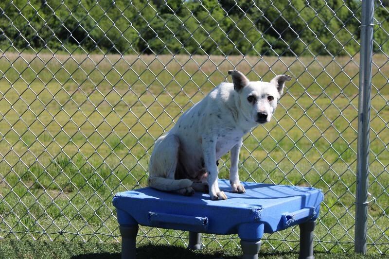 Lealand, a Adoptable Mixed Breed in Jackson, TN image 1/6