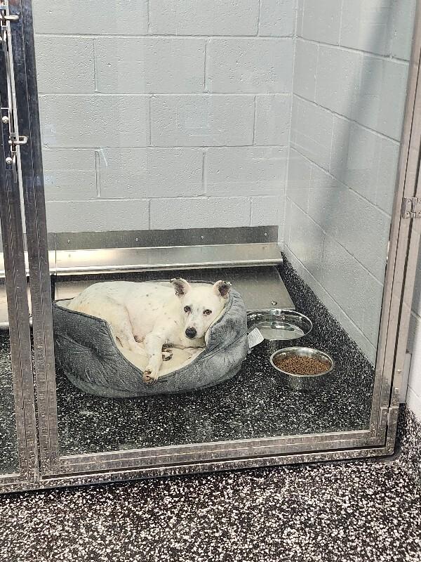 Lealand, a Adoptable Mixed Breed in Jackson, TN image 2/6