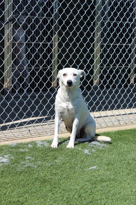 Lealand, a Adoptable Mixed Breed in Jackson, TN image 3/6