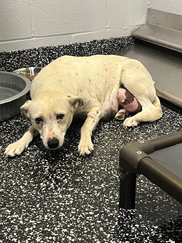 Lealand, a Adoptable Mixed Breed in Jackson, TN image 4/6