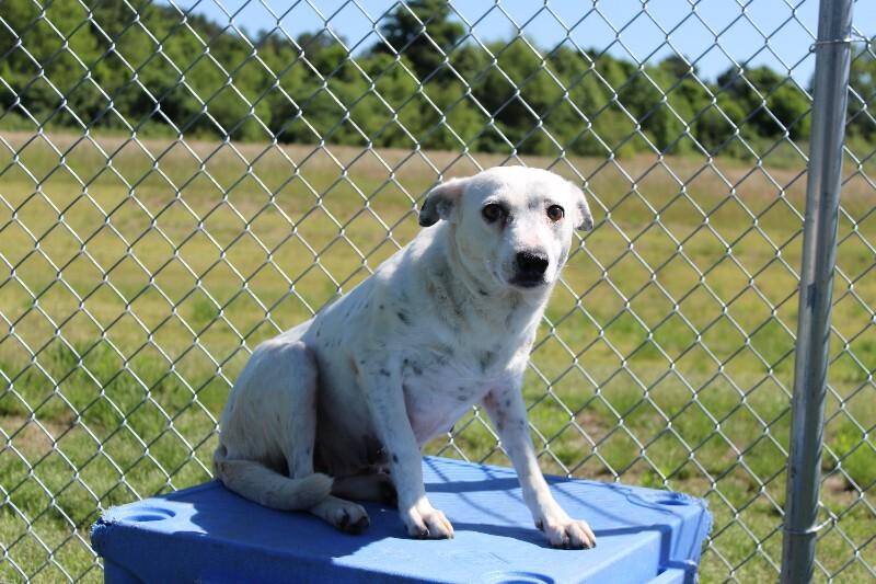 Lealand, a Adoptable Mixed Breed in Jackson, TN image 5/6