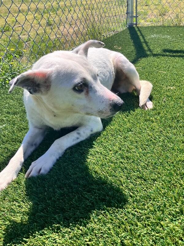 Lealand, a Adoptable Mixed Breed in Jackson, TN image 6/6