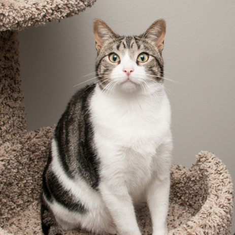 Mac (gets adopted with Snow) 3