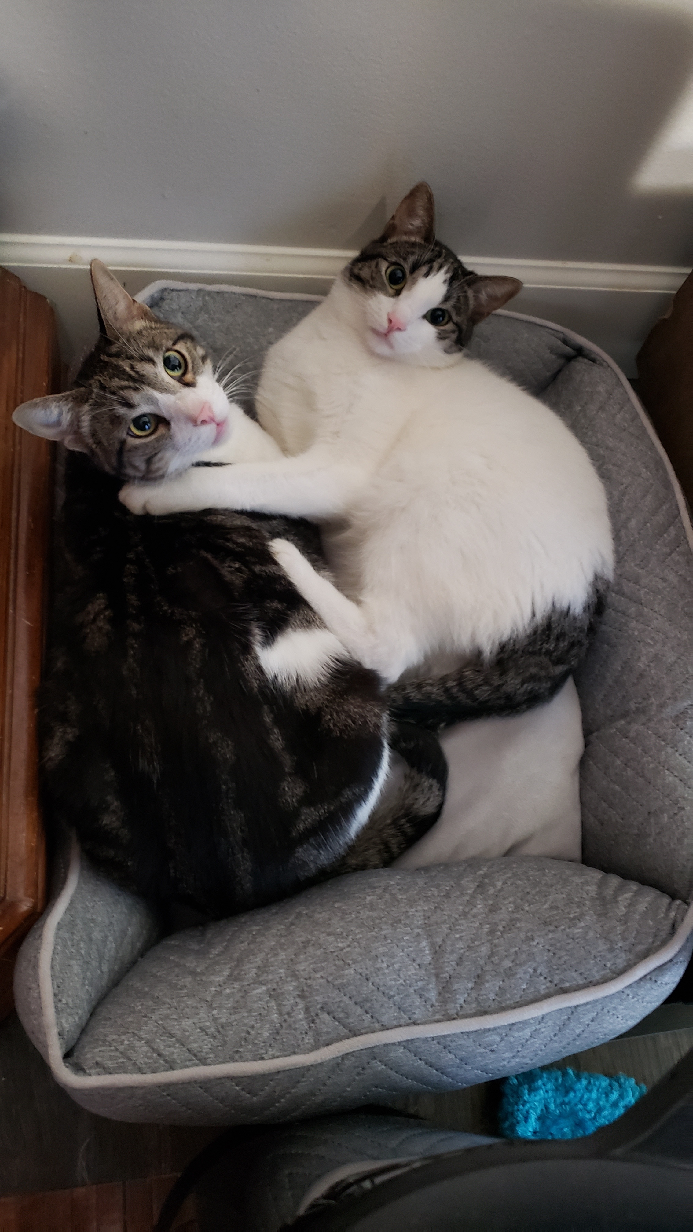 Mac (gets adopted with Snow) 4