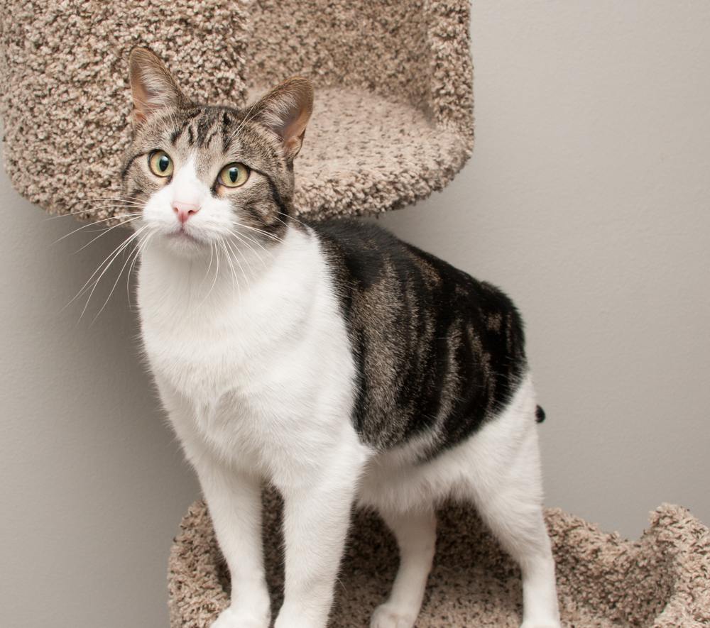 Mac (gets adopted with Snow) 5