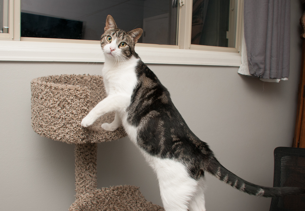Mac (gets adopted with Snow) 6