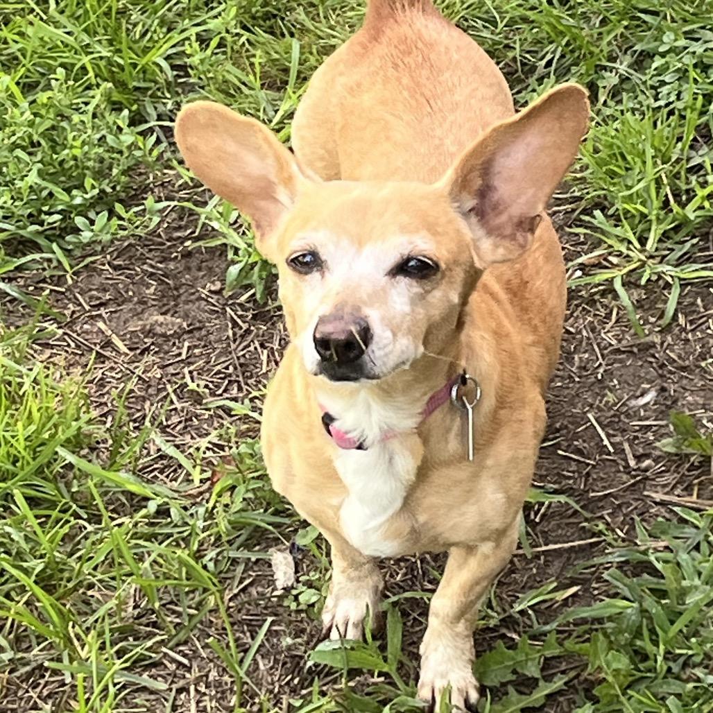 Pixie, Adoptable, Senior Female Miniature Dachshund & Chihuahua.